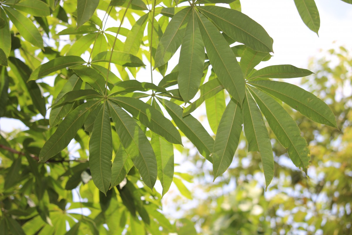 Bombax ceiba L.